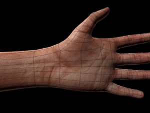 被操纵的手 3D 模型