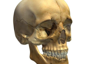 skull 3D Модель