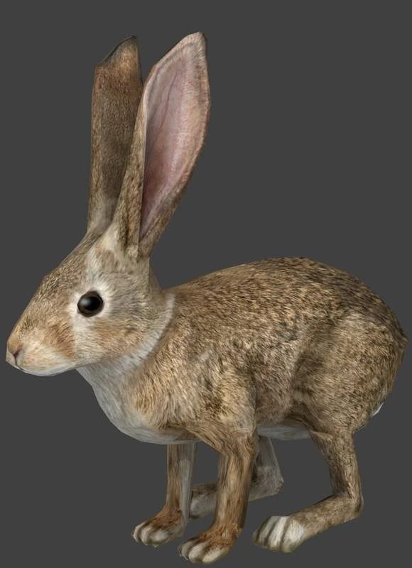rabbit 3D Model .c4d .max .obj .3ds .fbx .stl .blend 