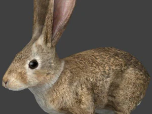 кролик 3D Модель