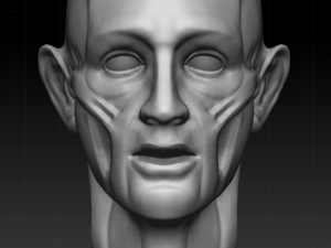 ecorche 3D Model