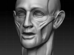 ecorche 3D Model
