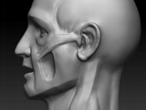 ecorche 3D Model