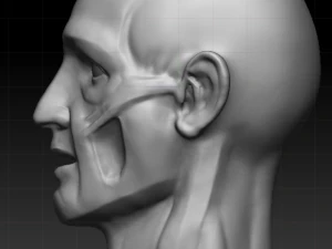 ecorche 3D Model