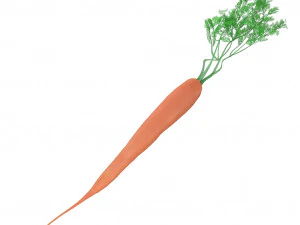 carota Modello 3D