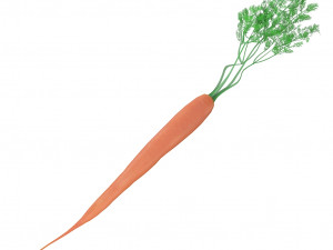 carrot 3D Модель