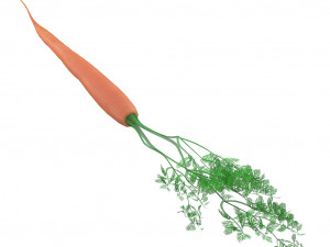 carrot 3D Модель