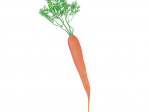carrot 3D Модель