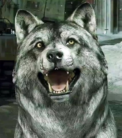 wolf 3D Model .c4d .max .obj .3ds .fbx .stl .blend 
