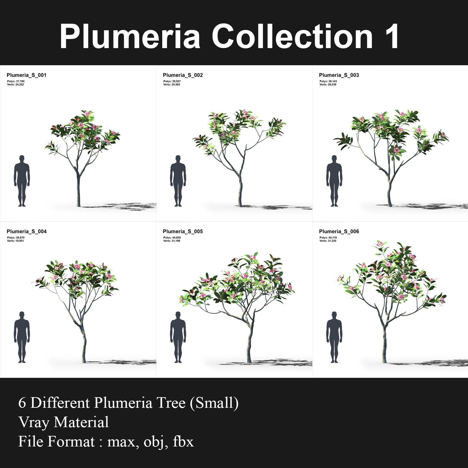 Plumeria Collection