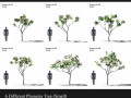 plumeria animated collection 1 Model 3D