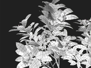 plumeria animated collection 1 3D Модель
