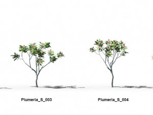 plumeria animated collection 1 3D Модель