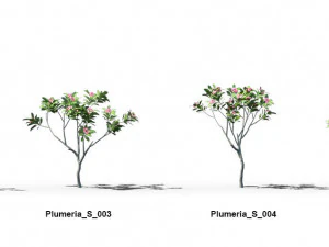 plumeria animated collection 1 3D Model