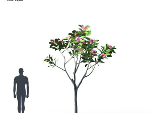 plumeria animated collection 1 3D Model