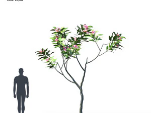 plumeria animated collection 1 3D Model