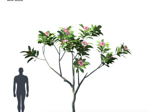 plumeria animated collection 1 3D Модель