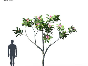 plumeria animated collection 1 3D Model
