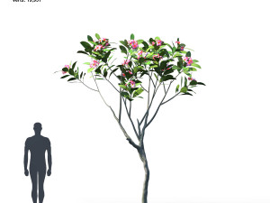 plumeria animated collection 1 3D Модель