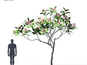 plumeria animated collection 1 3D Model