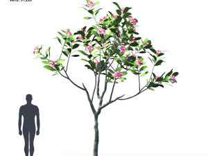 plumeria animated collection 1 3D Модель