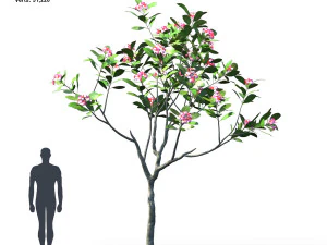 plumeria animated collection 1 3D Model