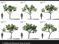 plumeria animated collection 2 3D Модель