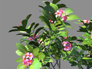 plumeria animated collection 2 3D Model