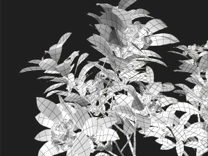 plumeria animated collection 2 3D Model