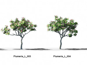 plumeria animated collection 2 Model 3D