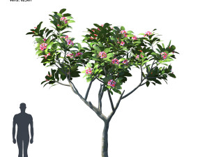 plumeria animated collection 2 Model 3D