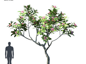 plumeria animated collection 2 Model 3D