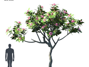 plumeria animated collection 2 Model 3D