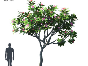 plumeria animated collection 2 Model 3D
