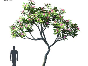 plumeria animated collection 2 3D Model