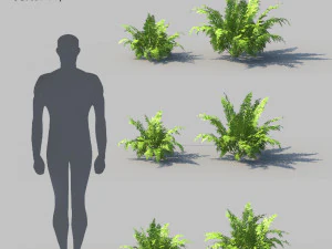 felce autunnale con animazione Modello 3D