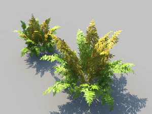 autumn fern b with animation 3D Model