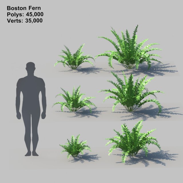 boston fern with animation 3D 모델 .c4d .max .obj .3ds .fbx .stl .blend 