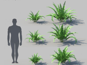 boston fern with animation 3D Model