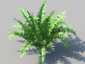 boston fern with animation 3D 모델