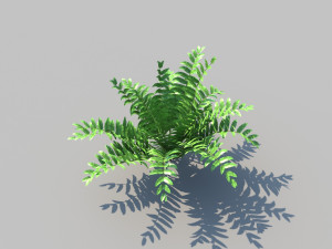 boston fern with animation 3D 모델