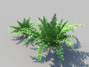 boston fern with animation 3D 모델