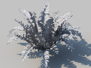 boston fern with animation 3D 모델