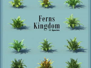 Regno delle felci 11 specie Modello 3D