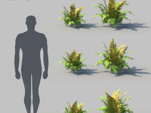 ferns kingdom 11 species 3D 모델