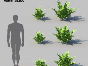 ferns kingdom 11 species 3D 모델