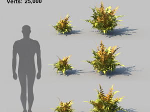 ferns kingdom 11 species 3D 모델