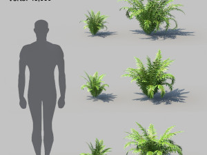 ferns kingdom 11 species 3D 모델