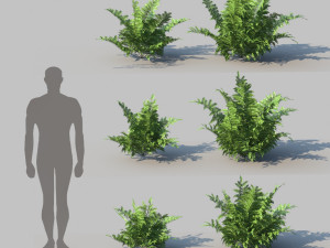 ferns kingdom 11 species 3D 모델