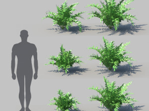 ferns kingdom 11 species 3D 모델